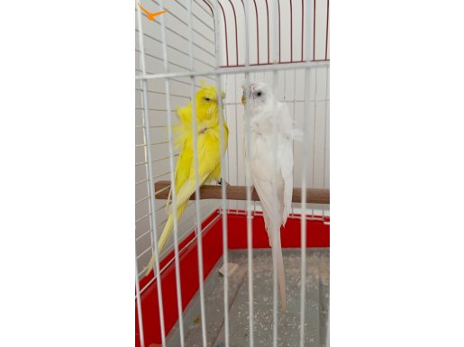 Orjinal japones bilezikli takım üst segment babayiğide gider