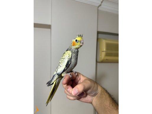 KALİTESİNDEN ÖDÜN VERMEYENLERİN TERCİHİ EL BESLEME !!!!