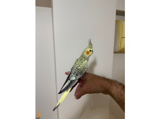 El besleme kaliteli insanlara verilecektir mükkemel kuş 