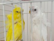 Orjinal japones bilezikli takım üst segment babayiğide gider