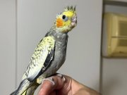 KALİTESİNDEN ÖDÜN VERMEYENLERİN TERCİHİ EL BESLEME !!!!