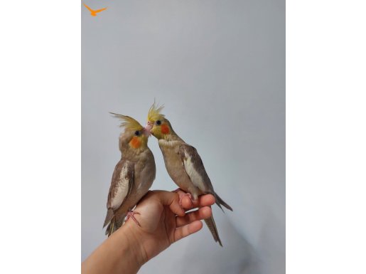 El besleme dünya güzeli yavrular 