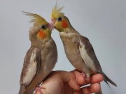 El besleme dünya güzeli yavrular 