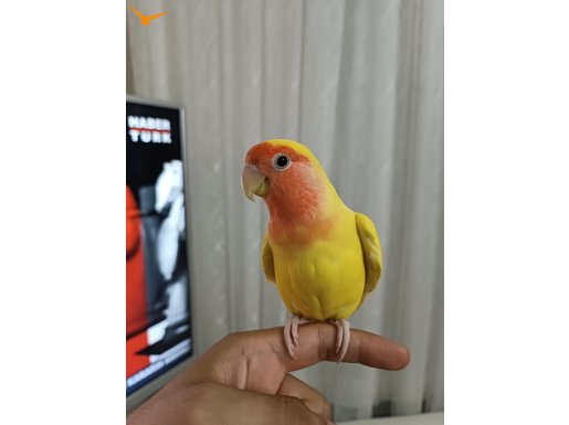 Ele alışık 8 aylık dişi