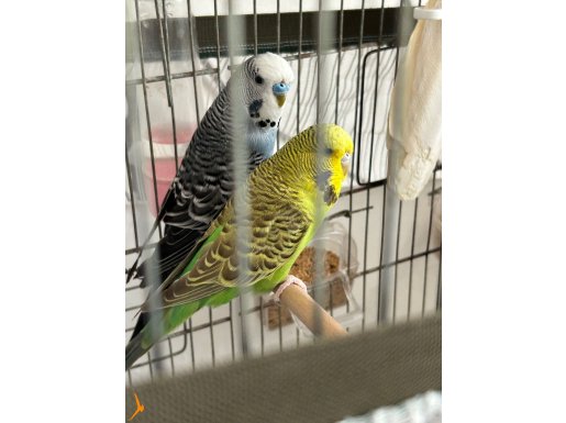 Jumbo muhabbet kuşu çift 