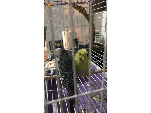 Satılık çift muhabbet kuşu 