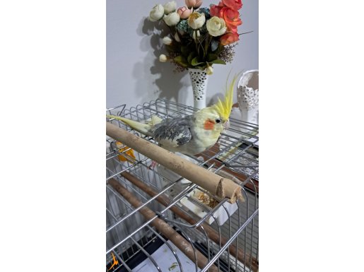 Damızlık genç erkek ve kafesi 