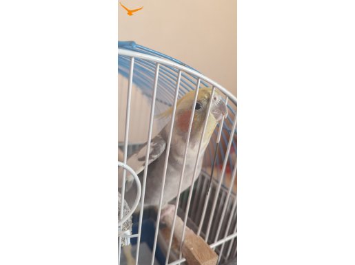 2 yaşında erkek sultan papağanı acil satılık