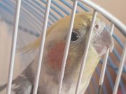 2 yaşında erkek sultan papağanı acil satılık