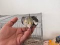 Evcil dostunuz hazır! El besleme bebekler 