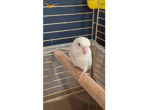 Forpus Albino Beyaz Erkek