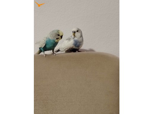 2 adet erkek haraketli muhabbet kuşları