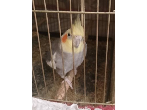 Ele alışkın sultan papağanı