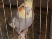 Ele alışkın sultan papağanı