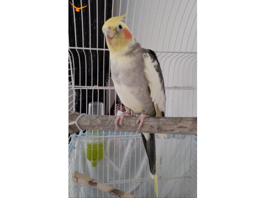 Tek erkek 4.5 yaşında