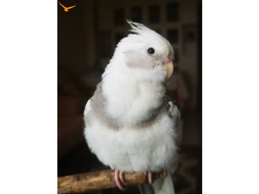 Yavru sultan papağanı