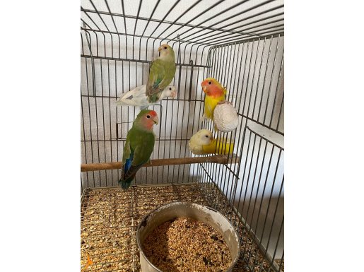 Sevda ve Cennet Papaganlari