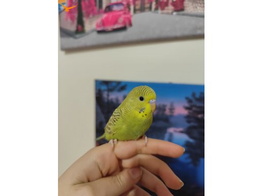 1.5 aylık sağlıklı ev yavru muhabbet kuşu 