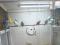 1 aylık Yavrular Jumbo
