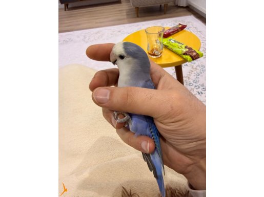 Yavudan el besleme yetişti. Çook cana yakın