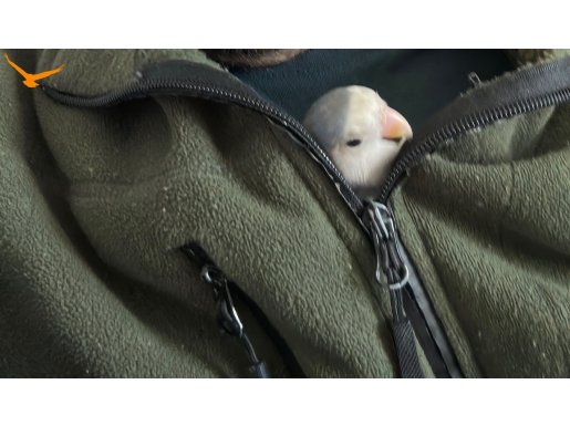 El besleme. İnsana çok alışık. 