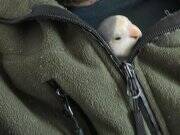 El besleme. İnsana çok alışık. 