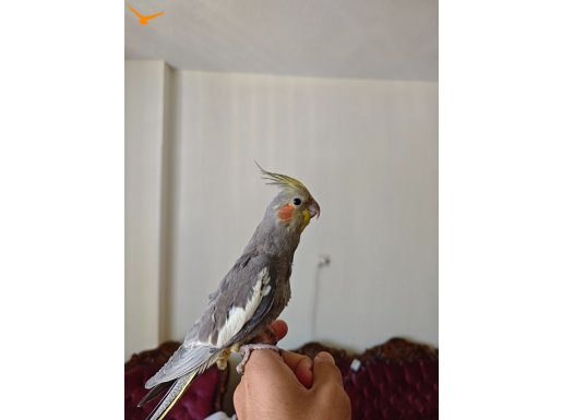 Ful el kuşu. Isırmaz. Oynaktır ve şarkı öter