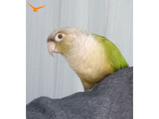 Konur papağanı