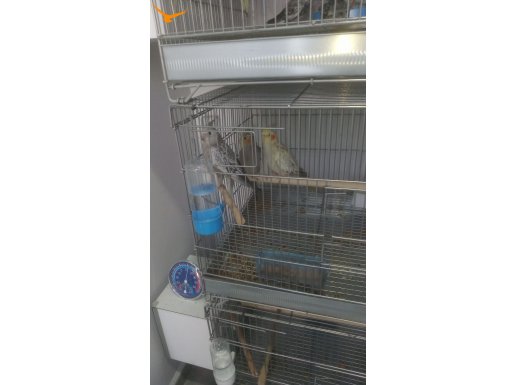 Tam 3 aylık yeme Düşmüş Üst Düzey Sağlıklı Özenle Ev Besleme