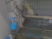 Tam 3 aylık yeme Düşmüş Üst Düzey Sağlıklı Özenle Ev Besleme