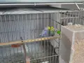 RAİNBOW ÇİFT TAKIM YUMURTLAMAYA HAZIR SÜPER ANLAŞIYORLAR