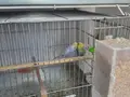 RAİNBOW ÇİFT TAKIM YUMURTLAMAYA HAZIR SÜPER ANLAŞIYORLAR