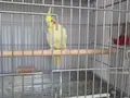 SULTAN TAKIM LUTİNO YUVALIĞA GİRMELER 2 GÜNDÜR BAŞLADI 