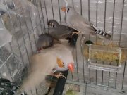 Ev sıcaklığında beslenen Hint bülbülleri erkek dişi 3 aylık 