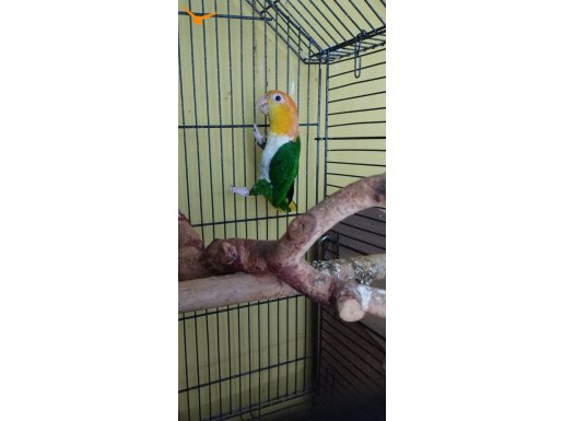 Yeşil bacak mutasyon caique papağanı 