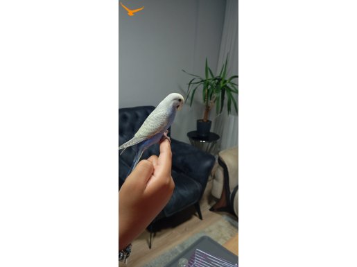 HARİKA RENKLİ 2 AYLIK ELE ALIŞKIN ÇOK ZOR BULUNAN RENK 