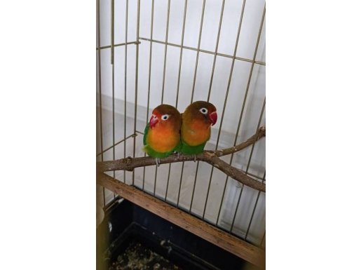 Cennet Papağanı Dişi Ve Erkek Hazır Takım