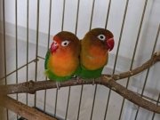 Cennet Papağanı Dişi Ve Erkek Hazır Takım