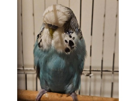 Jumbo muhabbet kuşu çift