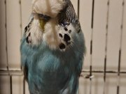 Jumbo muhabbet kuşu çift