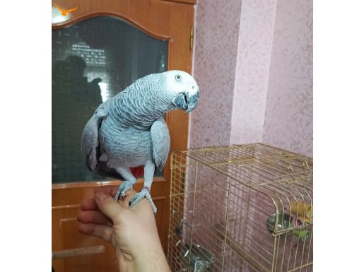 4 Yaşında Jako Evcil Konuşkan Ele alışık