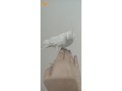 DİŞİ SULTAN PAPAĞANI UCUZA