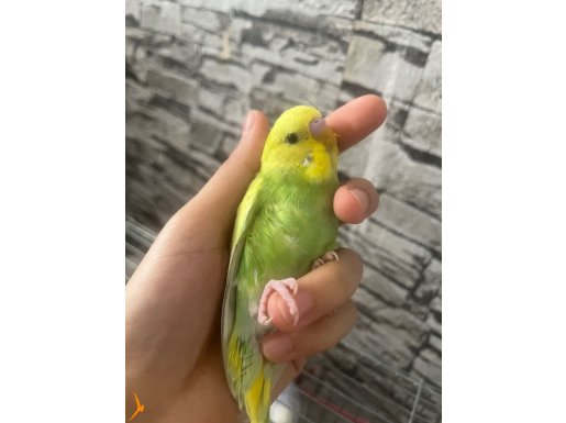 Yavru ele alıştırmalık kuşlar