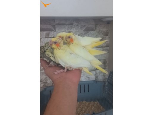 El besleme sultan yavrusu 