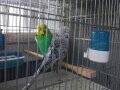Beyaz jumbo muhabbet takim
