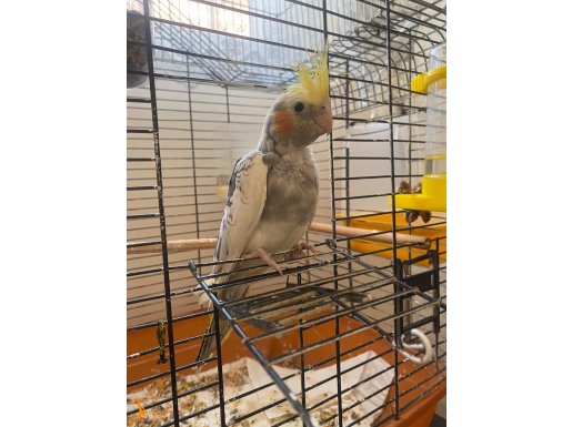 3 aylık sultan papağanı