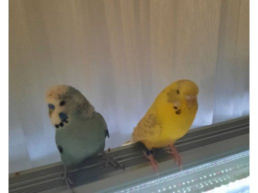 Çift muhabbet kuşu