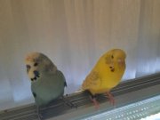 Çift muhabbet kuşu