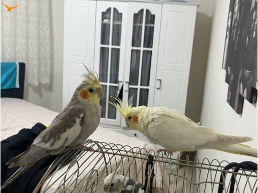 Sahibinden Evcil Papağanlar