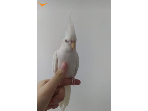 Albino Kırmızı Göz Sultan Papağanı Eğitimli